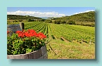 18_Waiheke Island Winnery
